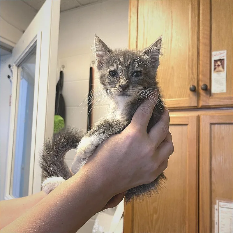 Yuki thumbnail 3