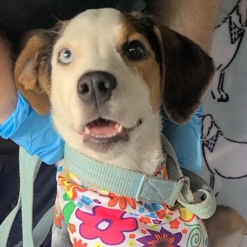 A young medium-sized female Tricolor (Brown, Black, & White) Mixed Breed dog named Rose for adoption in Woolwich, ME