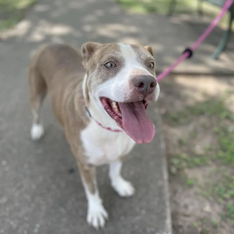 An adult medium-sized female Yellow / Tan / Blond / Fawn American Staffordshire Terrier dog named Daisy for adoption in Spring, TX