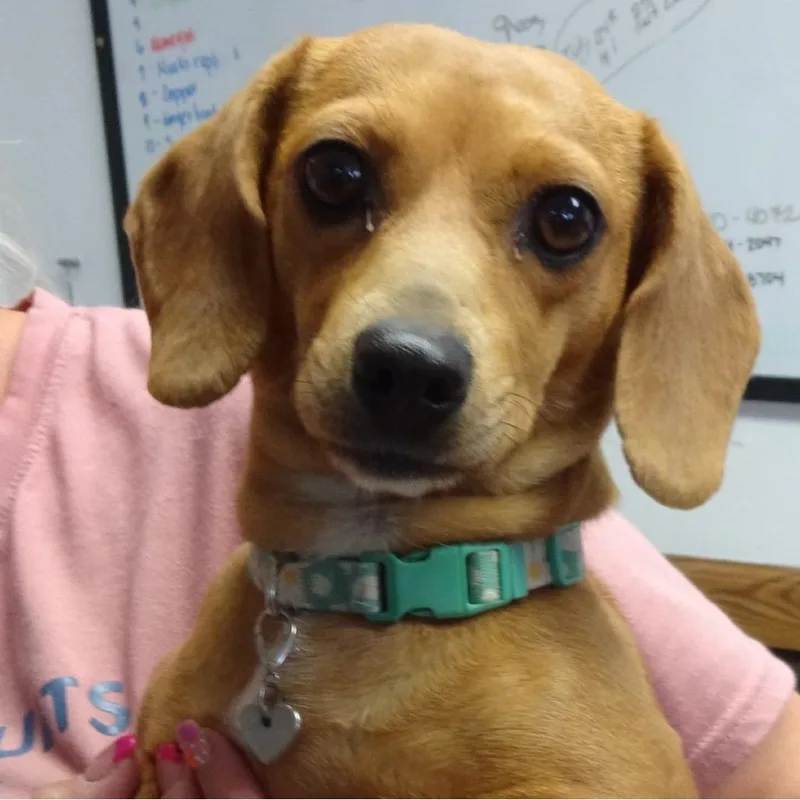 An adult small-sized female Yellow / Tan / Blond / Fawn Dachshund dog named Meka for adoption in Carlin, NV
