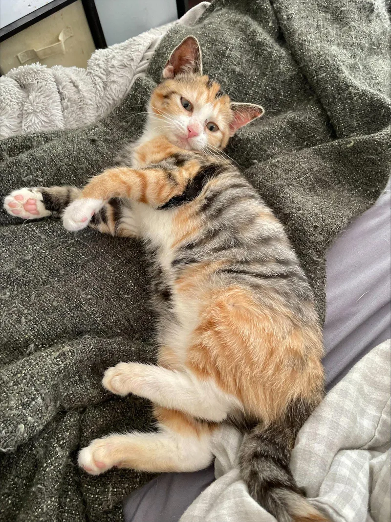 A young small-sized female Domestic Short Hair cat named Elsa for adoption in Philadelphia, PA