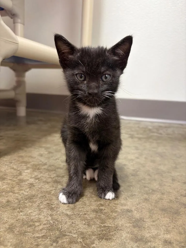 A baby medium-sized male Domestic Short Hair cat named Apollo for adoption in Clinton, SC