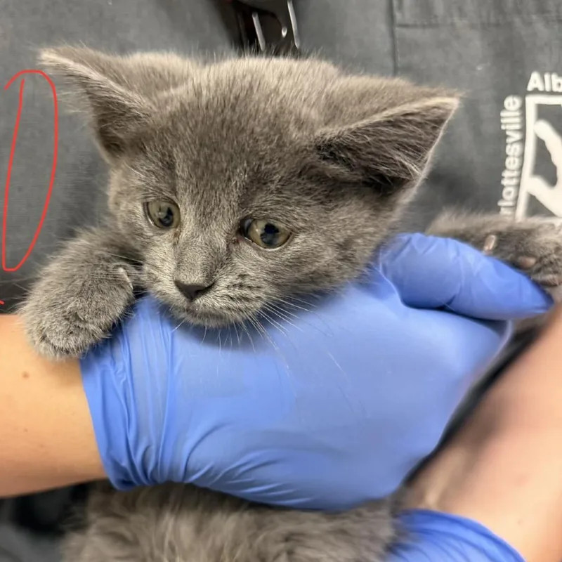 A baby small-sized female Gray / Blue / Silver Domestic Short Hair cat named Olive Oil for adoption in Charlottesville, VA