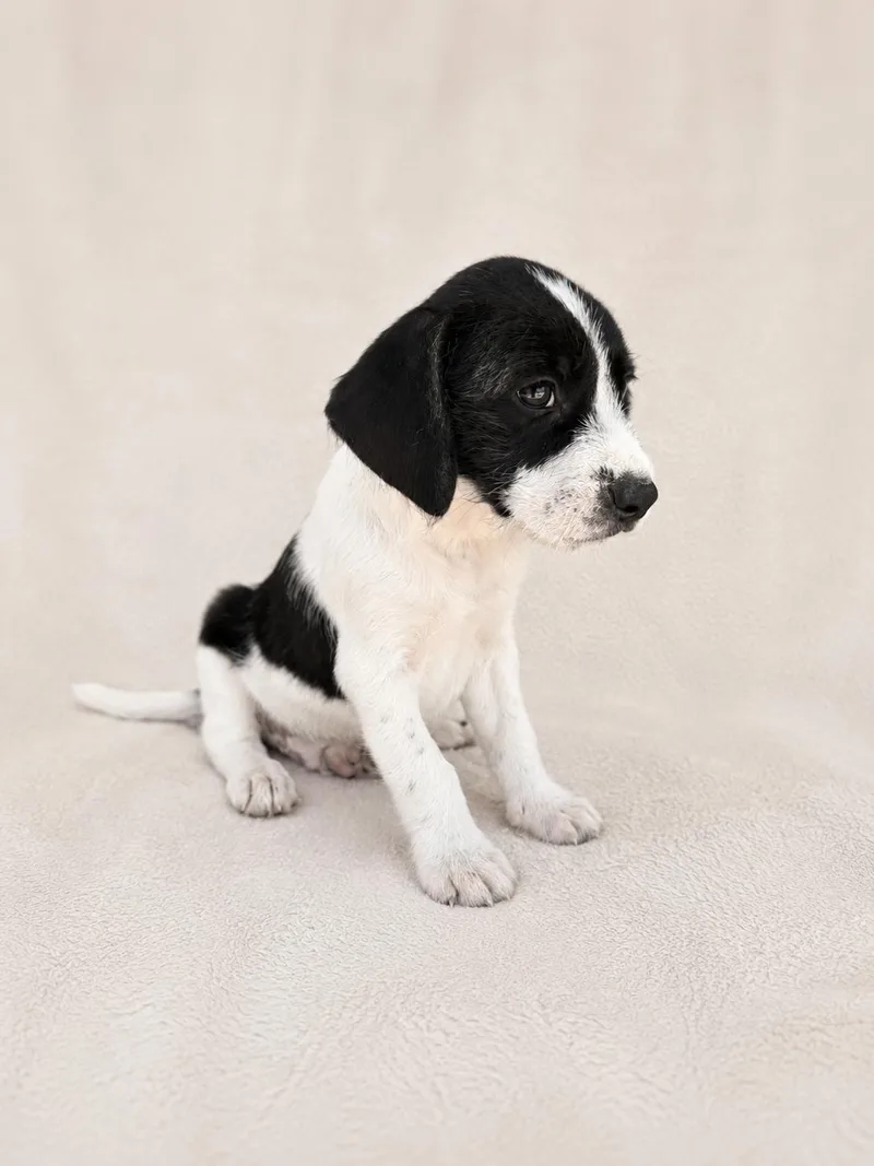 A young medium-sized male Black Terrier dog named Noah for adoption in Baton Rouge, LA