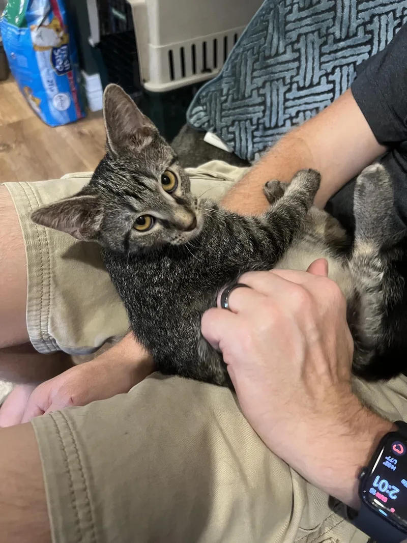 A young medium-sized female Tabby (Gray / Blue / Silver) Domestic Short Hair cat named Skylar for adoption in Louisville, KY
