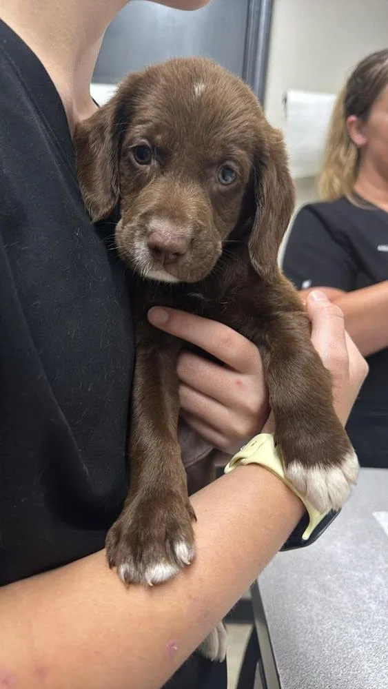 A baby medium-sized female Labrador Retriever dog named Lily for adoption in Syracuse, NY