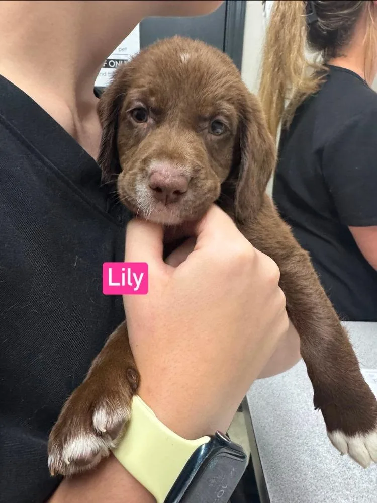 Lily thumbnail 3