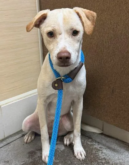 A young medium-sized female Mixed Breed dog named Sugar for adoption in Honolulu, HI