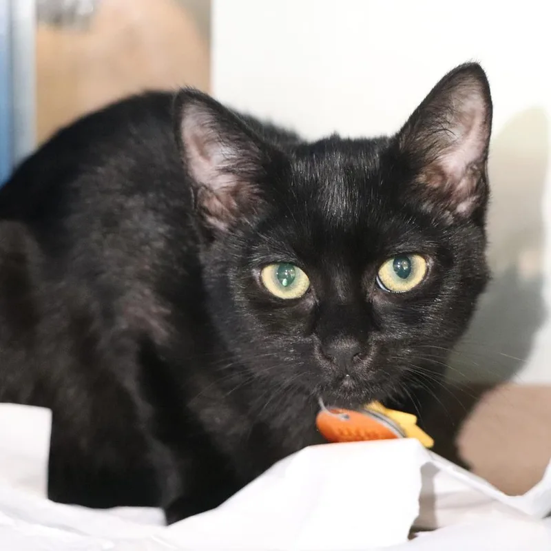 A young small-sized female Domestic Short Hair cat named Evelyn for adoption in Port Washington, NY