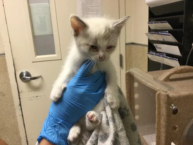 A baby small-sized female Domestic Short Hair cat named Lily for adoption in Riverside, CA