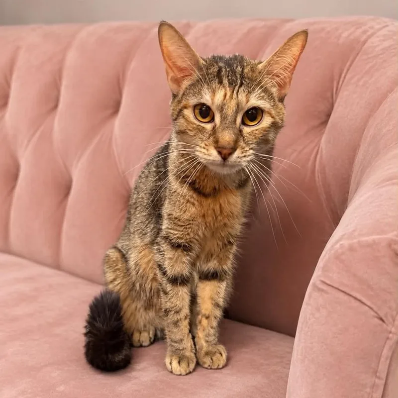 A young medium-sized female Brown / Chocolate Domestic Short Hair cat named Hazel Crock for adoption in Eagle Mountain, UT