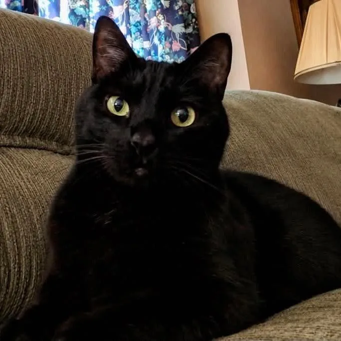 An adult large-sized male Black Domestic Medium Hair cat named Hydra for adoption in Ferndale, WA