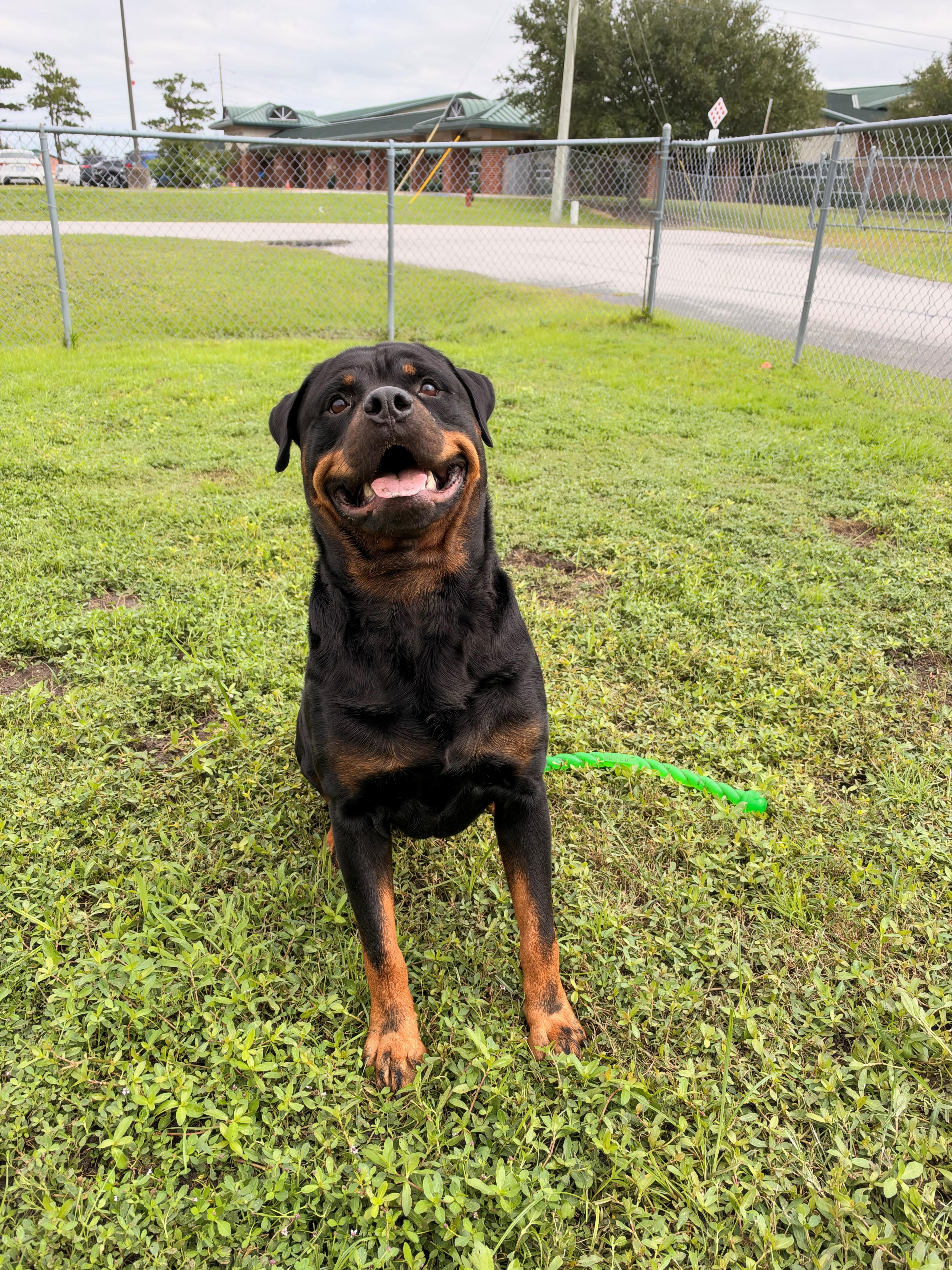 An adult large-sized male Rottweiler dog named Morgan for adoption in Havelock, NC