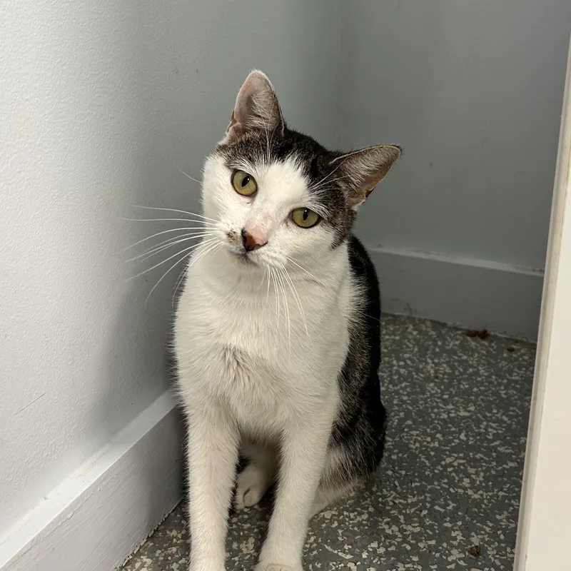 A young medium-sized female Black & White / Tuxedo Domestic Short Hair cat named Sappho for adoption in North Haven, CT