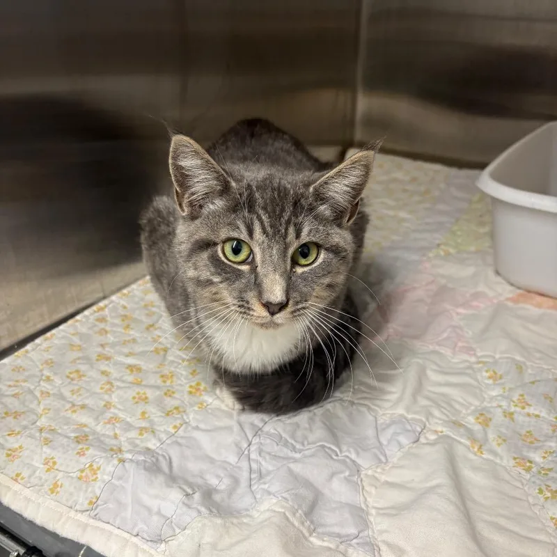 A baby medium-sized male Gray / Blue / Silver Domestic Short Hair cat named Marlon for adoption in Pennsville, NJ