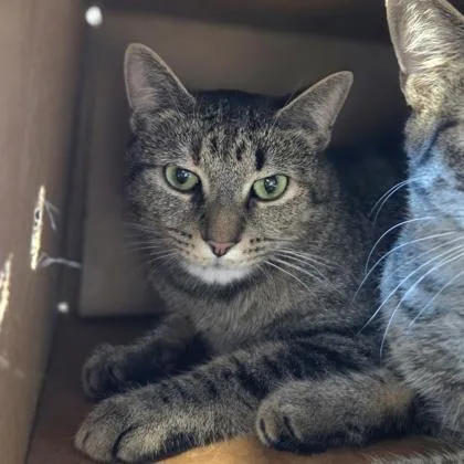 An adult medium-sized female Domestic Short Hair cat named Akeela for adoption in Sterling Heights, MI
