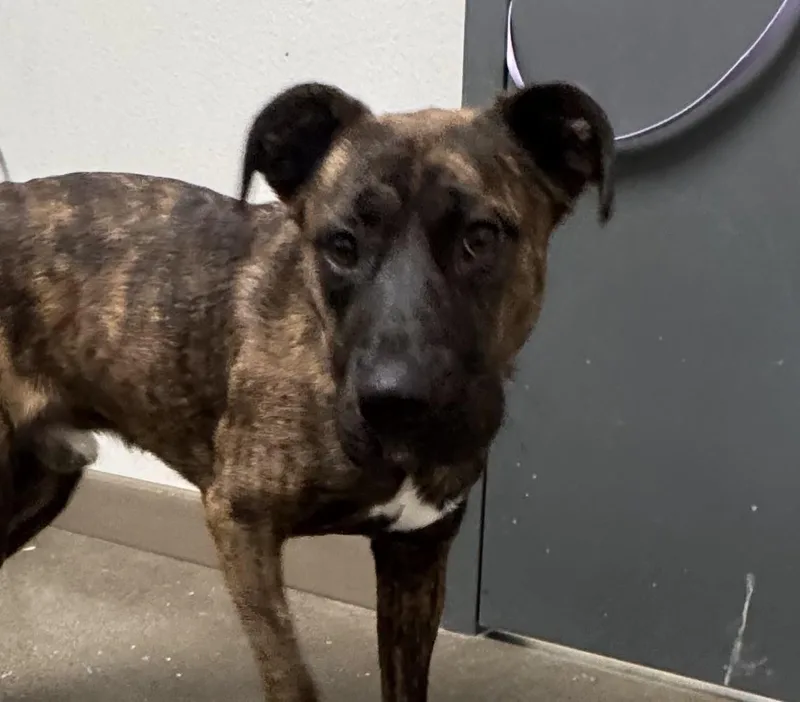 A young large-sized male Pit Bull Terrier dog named Irwin for adoption in Chico, CA