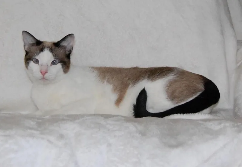 A young medium-sized female Domestic Short Hair cat named Chicklet for adoption in Salt Lake City, UT