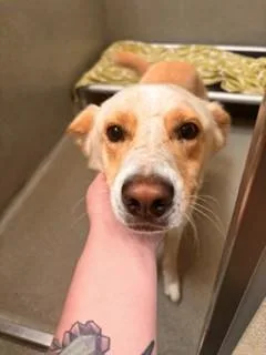 A young medium-sized male Husky dog named Toast for adoption in Lees Summit, MO