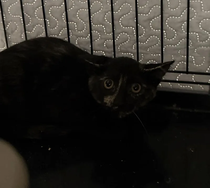 A baby small-sized female Domestic Short Hair cat named Kimchi for adoption in Salmon, ID