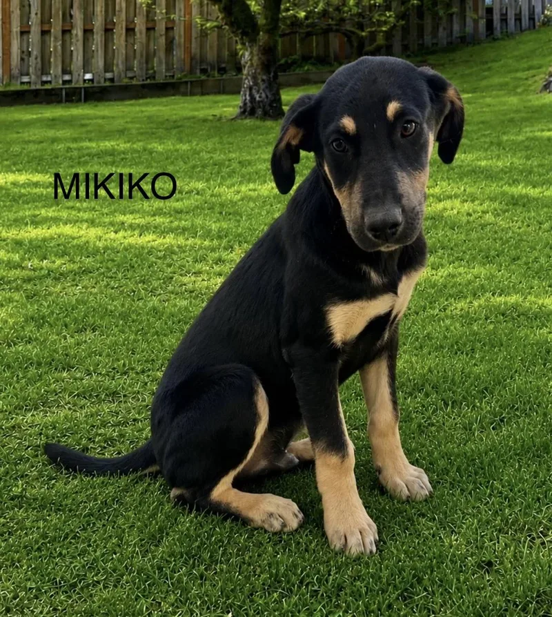 A baby large-sized male Labrador Retriever dog named Mikiko for adoption in Toms River, NJ