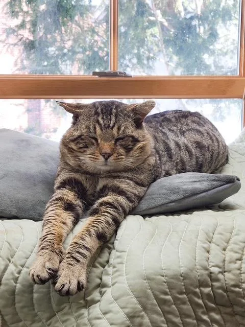 An adult large-sized male Tabby (Leopard / Spotted) Domestic Short Hair cat named George for adoption in Spencer, MA
