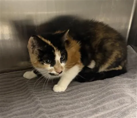 An adult small-sized female Domestic Short Hair cat named Luna for adoption in Los Angeles, CA