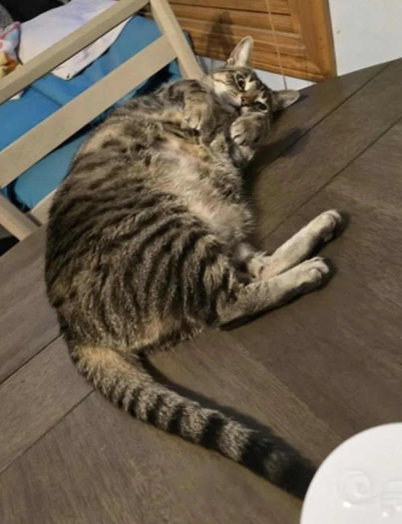 An adult medium-sized female Tabby (Brown / Chocolate) Domestic Short Hair cat named Butters for adoption in Amherst, MA