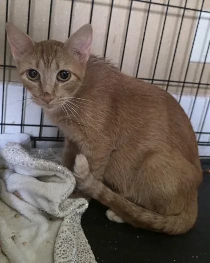 An adult medium-sized female Domestic Short Hair cat named Evee for adoption in Clinton, MO