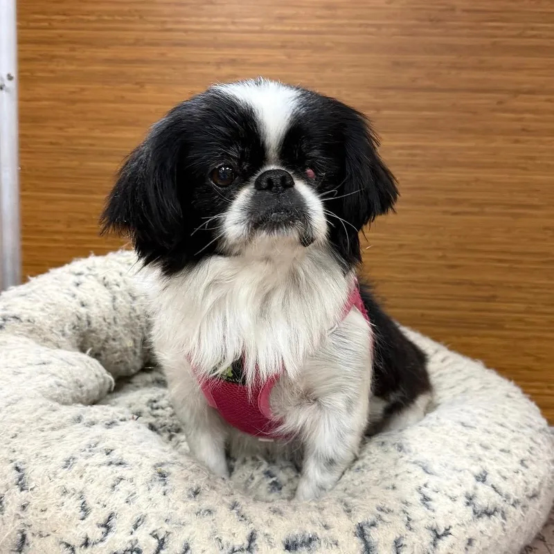 A young small-sized female Black Japanese Chin dog named Suki for adoption in Cedar Park, TX