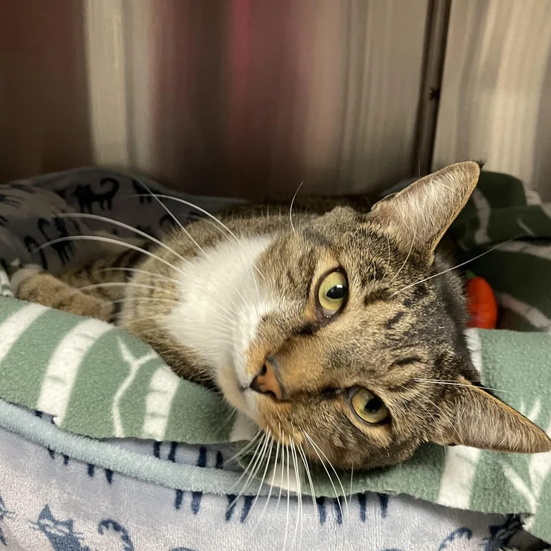 An adult large-sized male Tabby (Gray / Blue / Silver) American Shorthair cat named Dixon for adoption in North Kingstown, RI