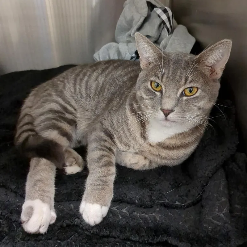 An adult medium-sized male Gray / Blue / Silver Domestic Short Hair cat named Thom for adoption in Long Beach, CA