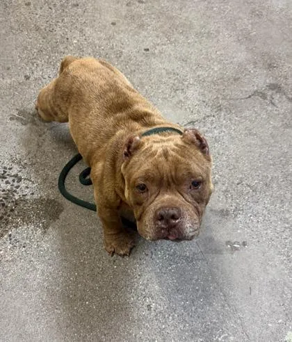 A senior medium-sized male American Bulldog dog named Mr. Bubbles for adoption in Honolulu, HI
