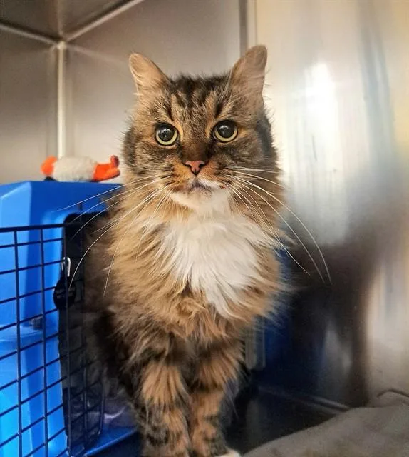 A senior small-sized male Domestic Long Hair cat named Grayson for adoption in Easton, MD