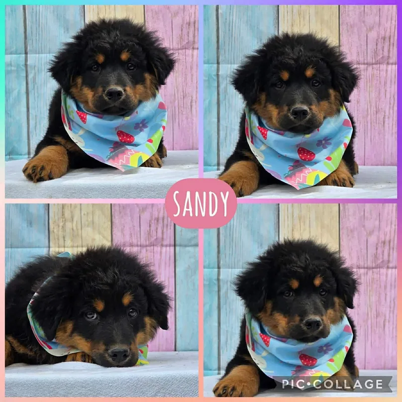 A baby large-sized female Black Australian Shepherd dog named Sandy for adoption in Ringwood, NJ