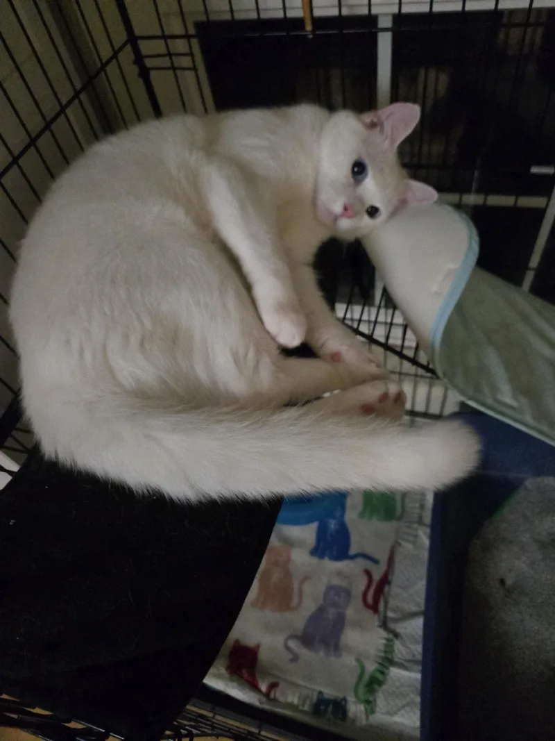 A young medium-sized male White Domestic Medium Hair cat named Alby for adoption in Redondo Beach, CA