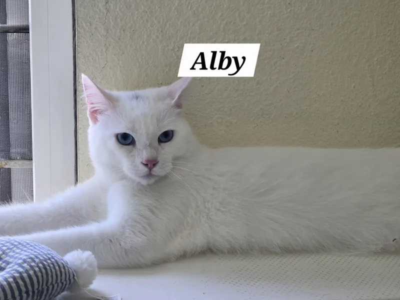 Alby thumbnail 4