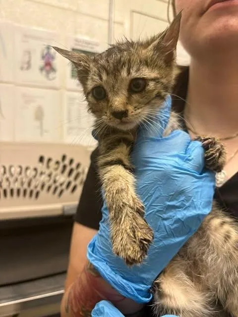 A baby small-sized male Tabby (Brown / Chocolate) Domestic Short Hair cat named Kracken for adoption in Fruit Heights, UT