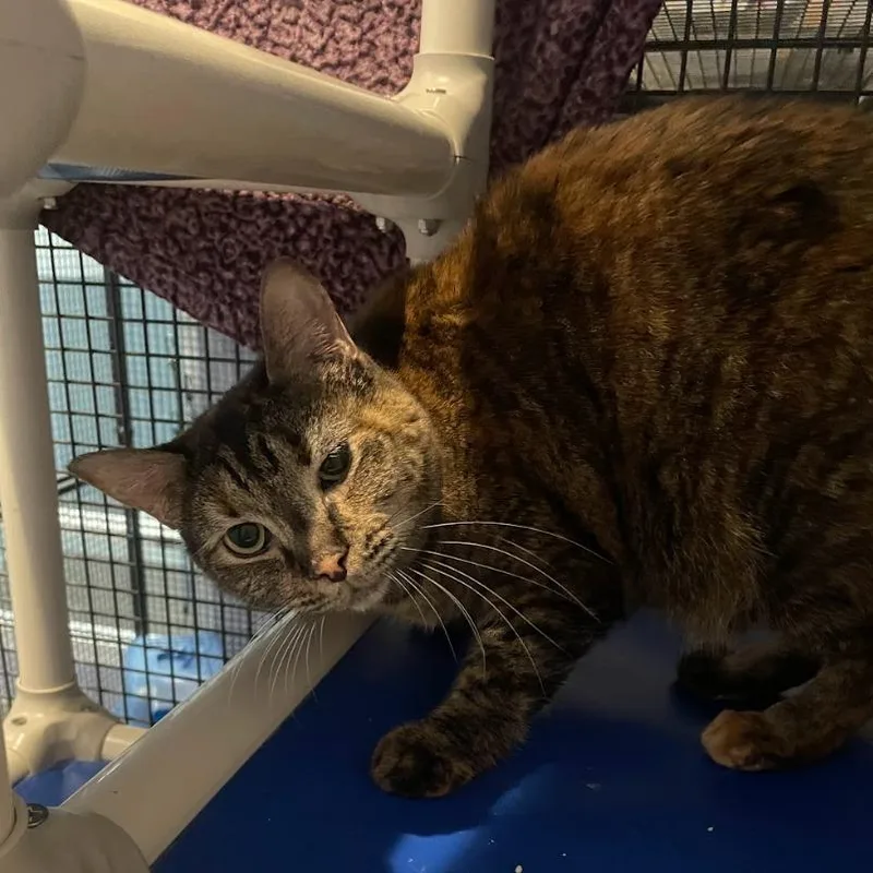 An adult medium-sized female Domestic Short Hair cat named Tory for adoption in South Bend, IN