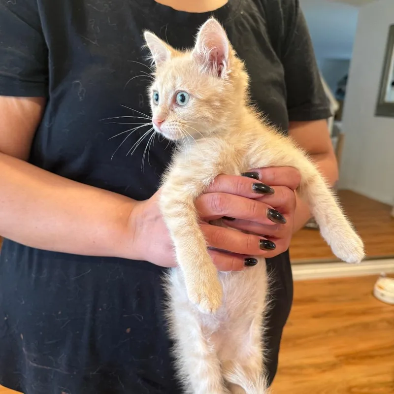 A baby small-sized male Buff / Tan / Fawn Domestic Short Hair cat named Ezra for adoption in Tustin, CA