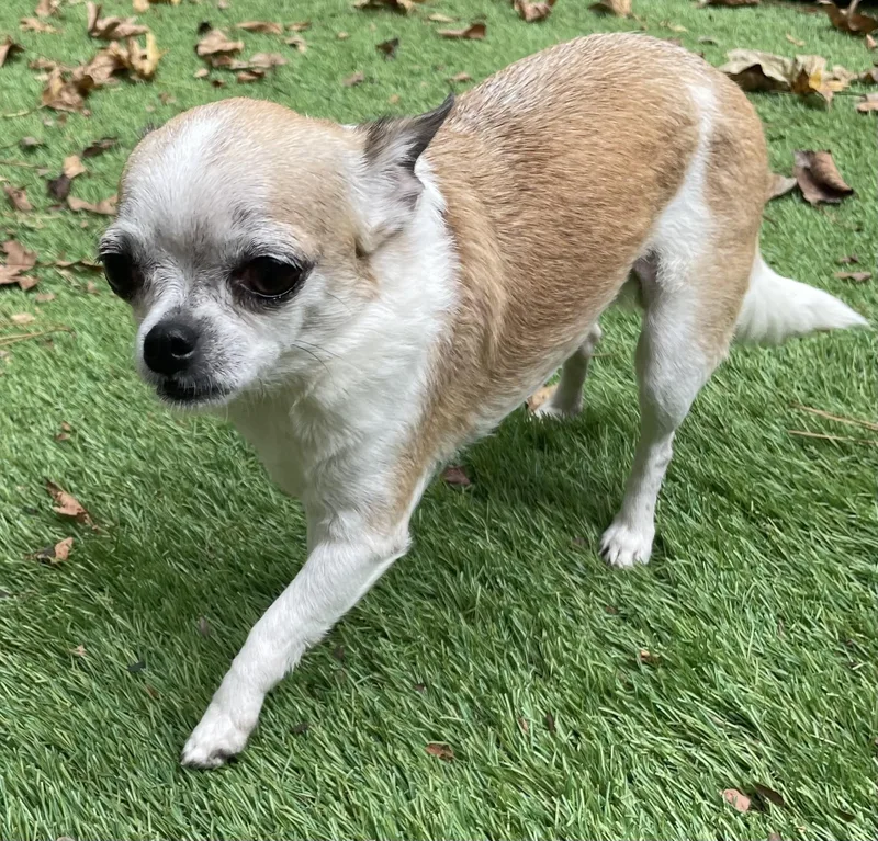 An adult small-sized female Yellow / Tan / Blond / Fawn Chihuahua dog named Marge for adoption in Calera, AL