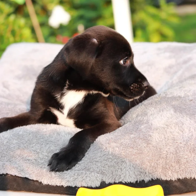 A baby small-sized female Black Catahoula Leopard Dog dog named CT Kiara for adoption in Eastford, CT