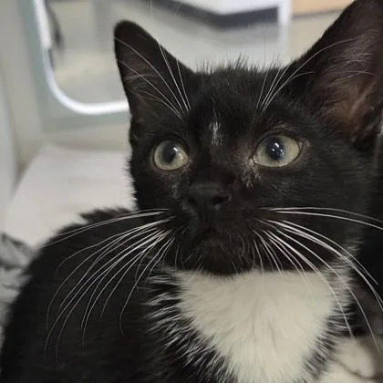 A baby small-sized male Domestic Short Hair cat named Peanut for adoption in Voorhees, NJ