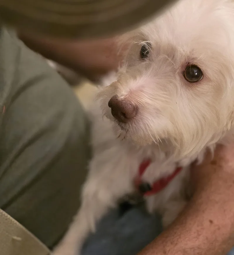 A young small-sized male White / Cream Maltese dog named Olaf for adoption in Greenville, SC