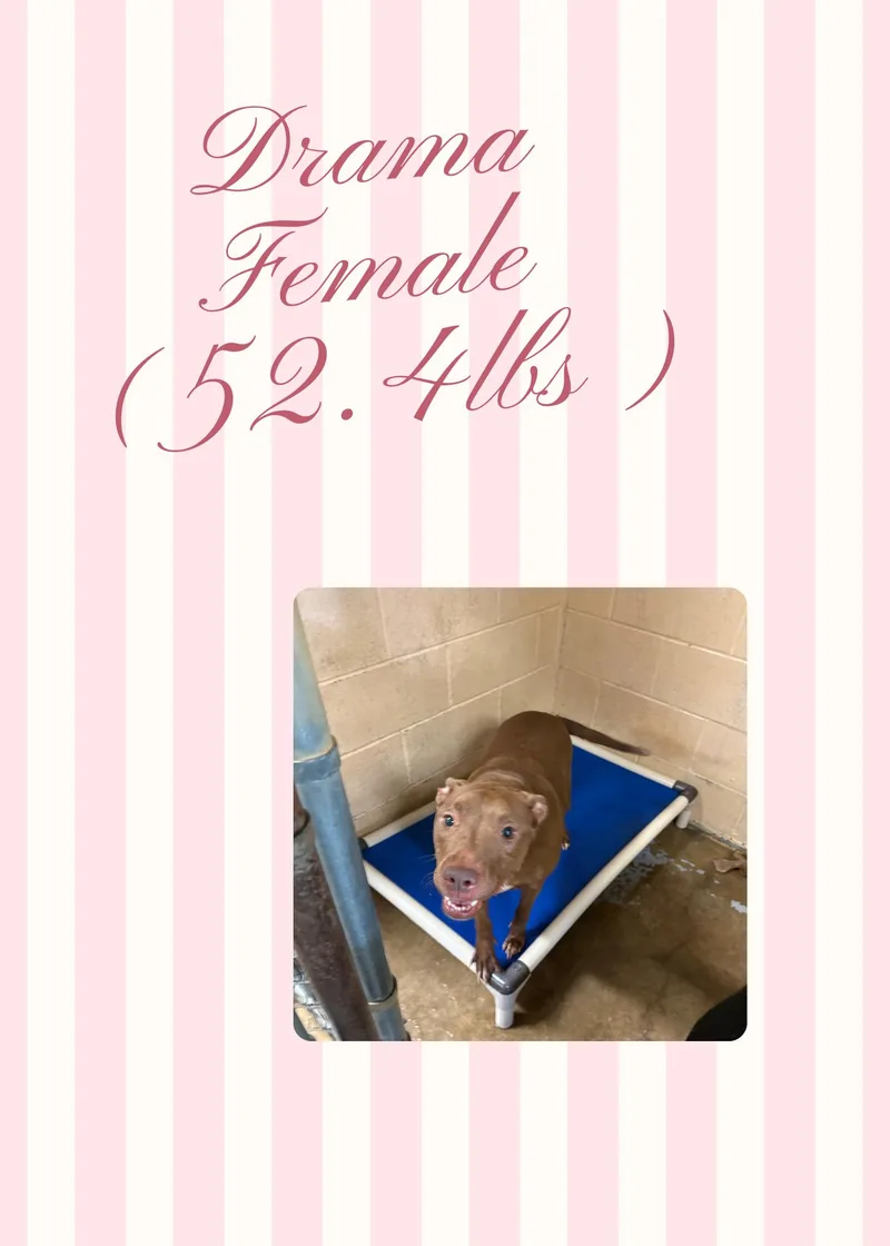 An adult medium-sized female Red / Chestnut / Orange Pit Bull Terrier dog named Drama for adoption in McArthur, OH