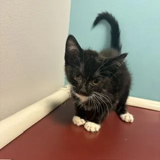 A baby small-sized male Domestic Short Hair cat named Carson for adoption in Janesville, WI