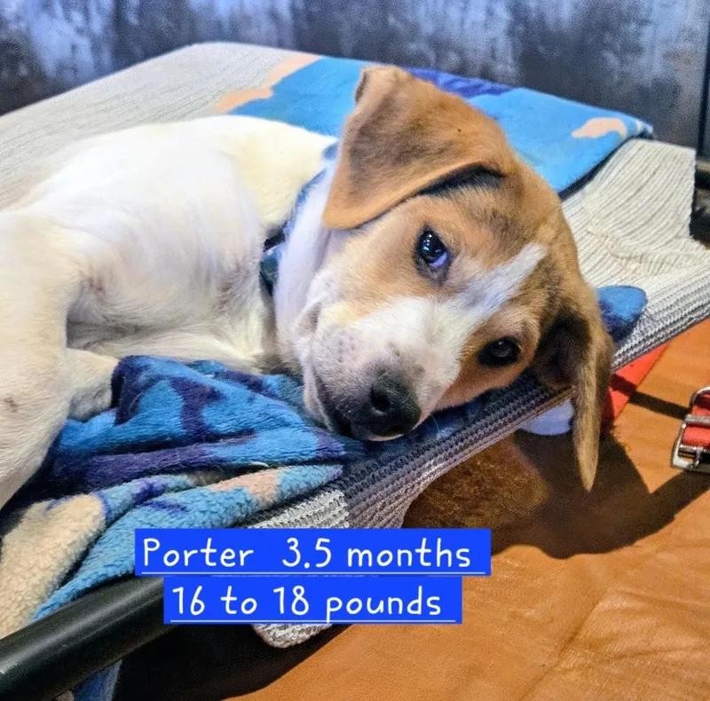 A young medium-sized male Tricolor (Brown, Black, & White) American Foxhound dog named Porter for adoption in Evergreen, CO