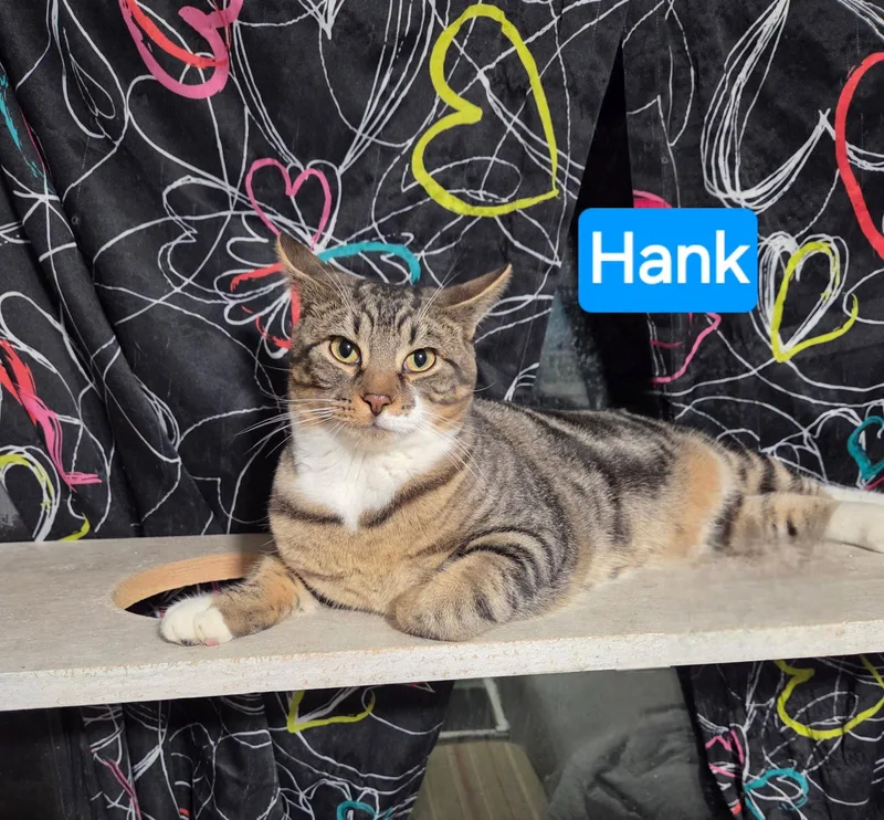 A young medium-sized male Domestic Short Hair cat named Hank for adoption in Waterloo, IA