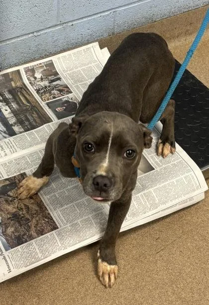 A young small-sized female Mixed Breed dog named Biathlon for adoption in Chamblee, GA