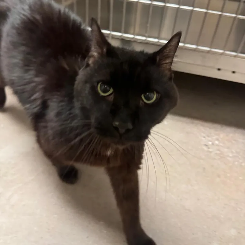 A senior medium-sized male Domestic Short Hair cat named Damp Duvet for adoption in York, PA